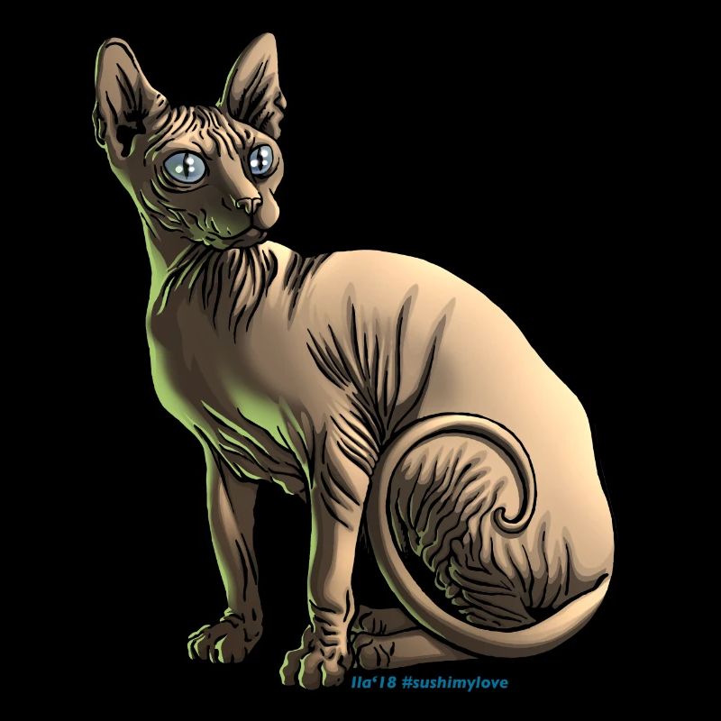 sushi le chat sphynx