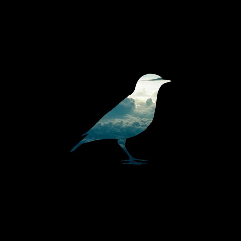 Bird animal clouds sky fly