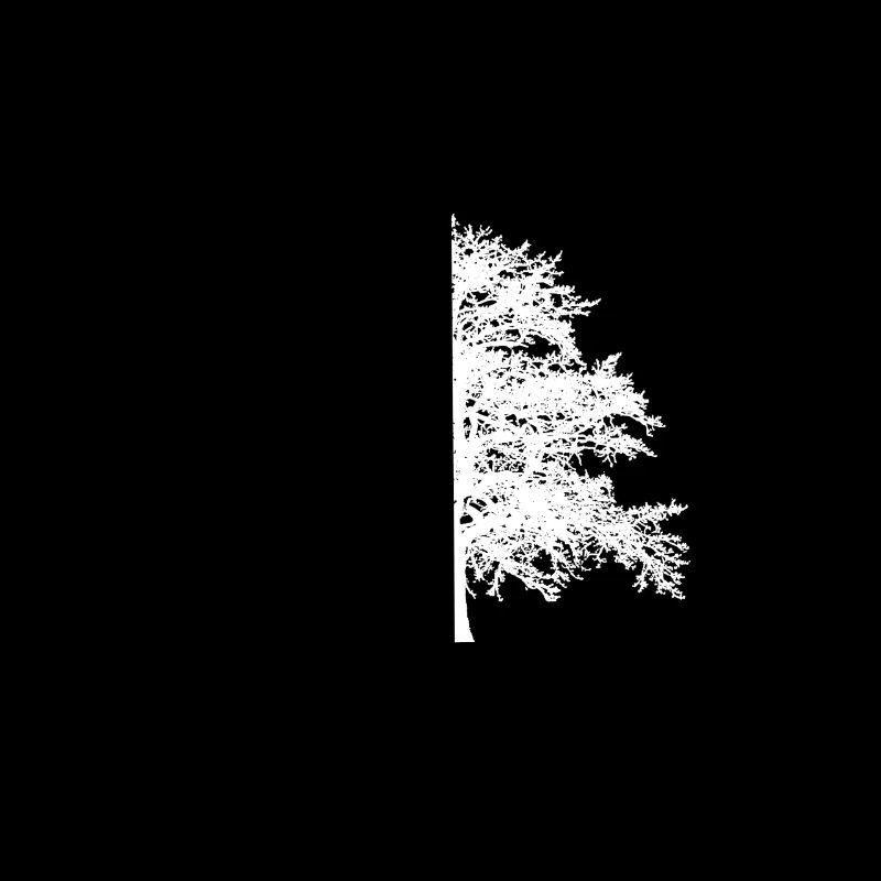 Arbre Arbre Noir Blanc Illusion