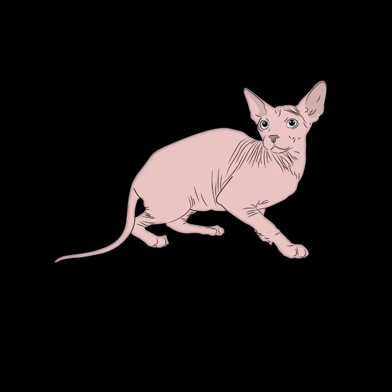 Cat Sphynx