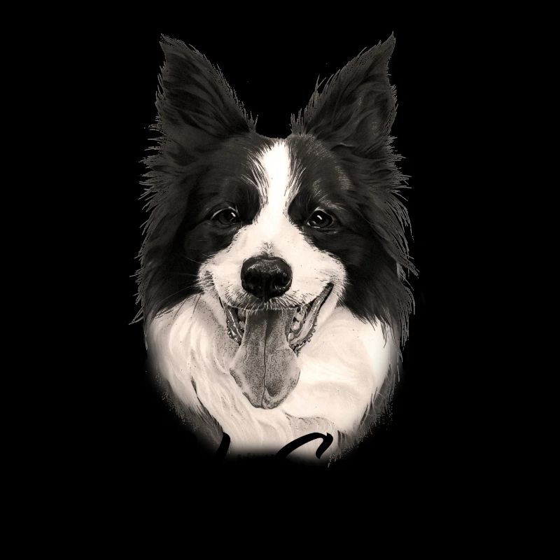 Border Collie Hund