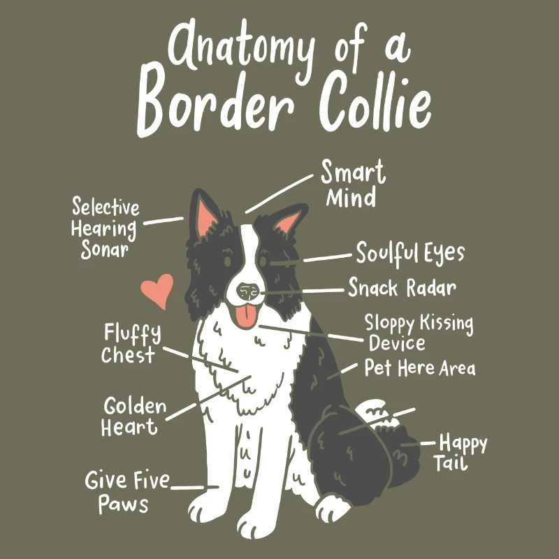 Border Collie