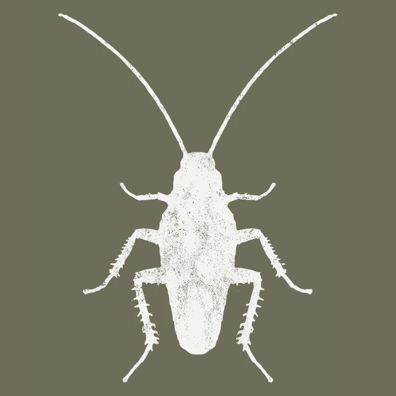 Cockroach Insect Entomology