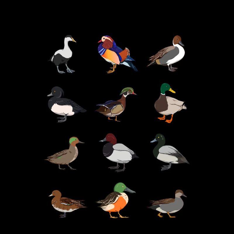 Different ducks - types of ducks