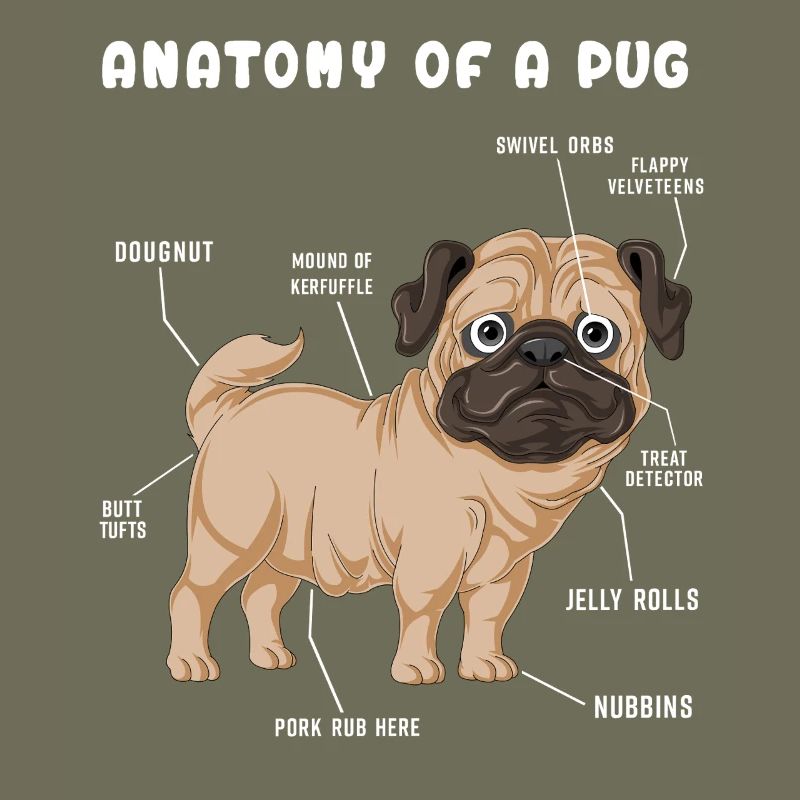 Mops-Anatomie