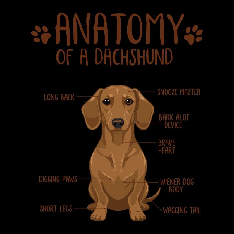 Anatomie d’un teckel