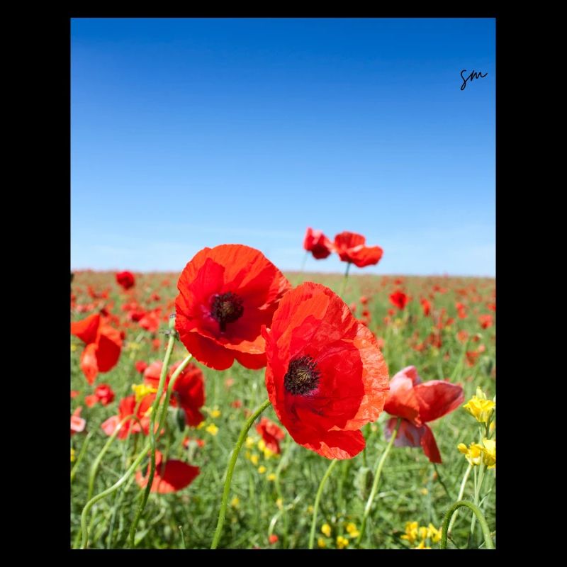 Mohnblumen im blauen Feld