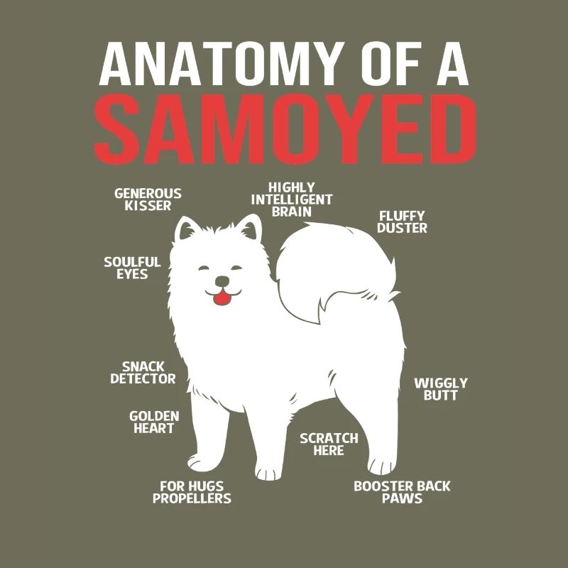 Samojede Hund Samoyed