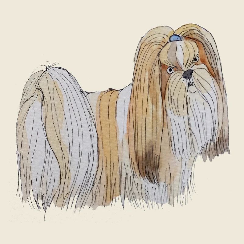 Lhasa Apso Spaß