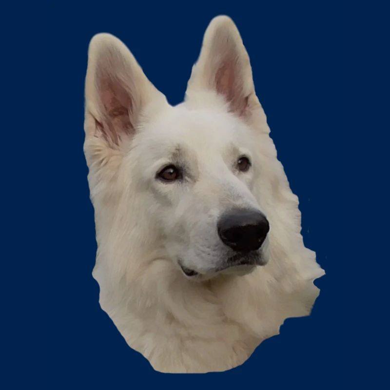 White Shepherd Head