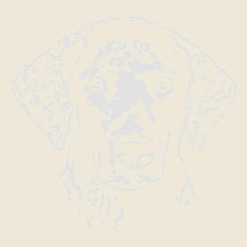 Curly Coated Retriever