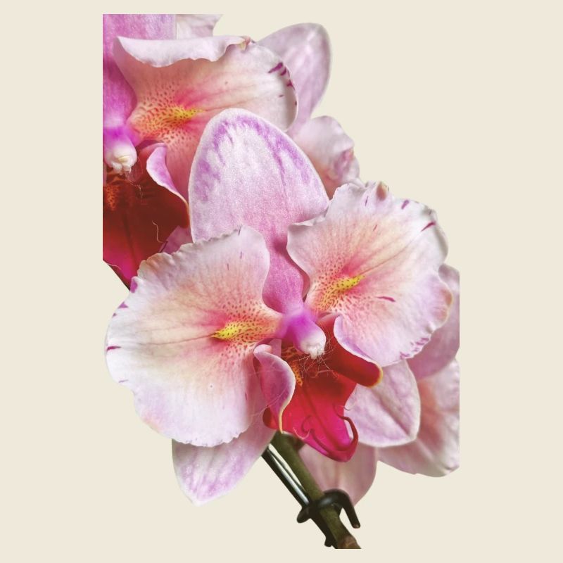 Phalaenopsis Swan Blush Peloric Orchid Blossom
