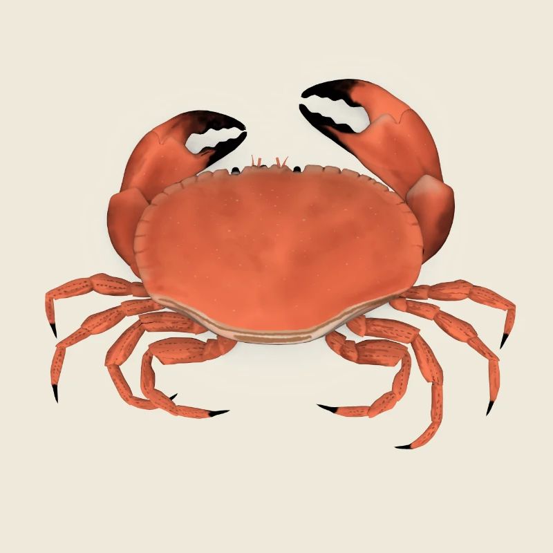 krabbe