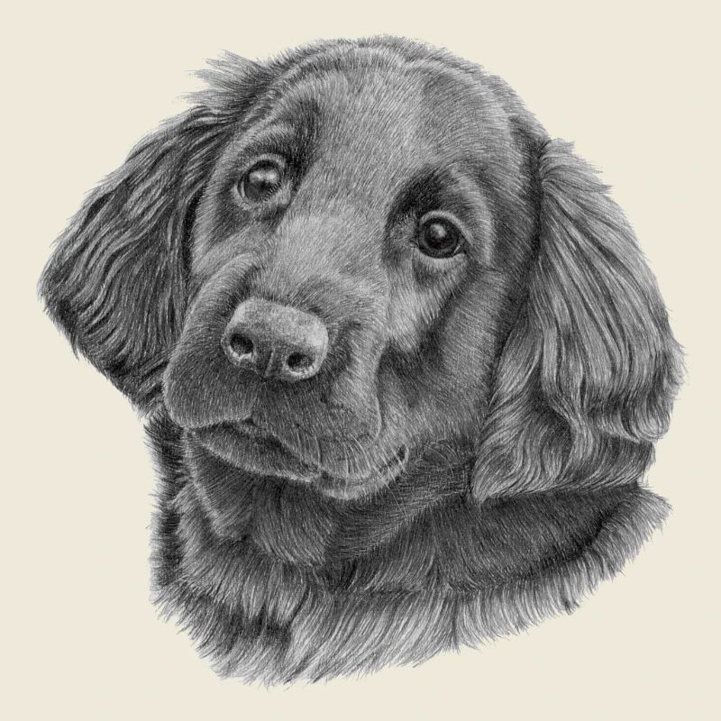 Chiot retriever à poil plat