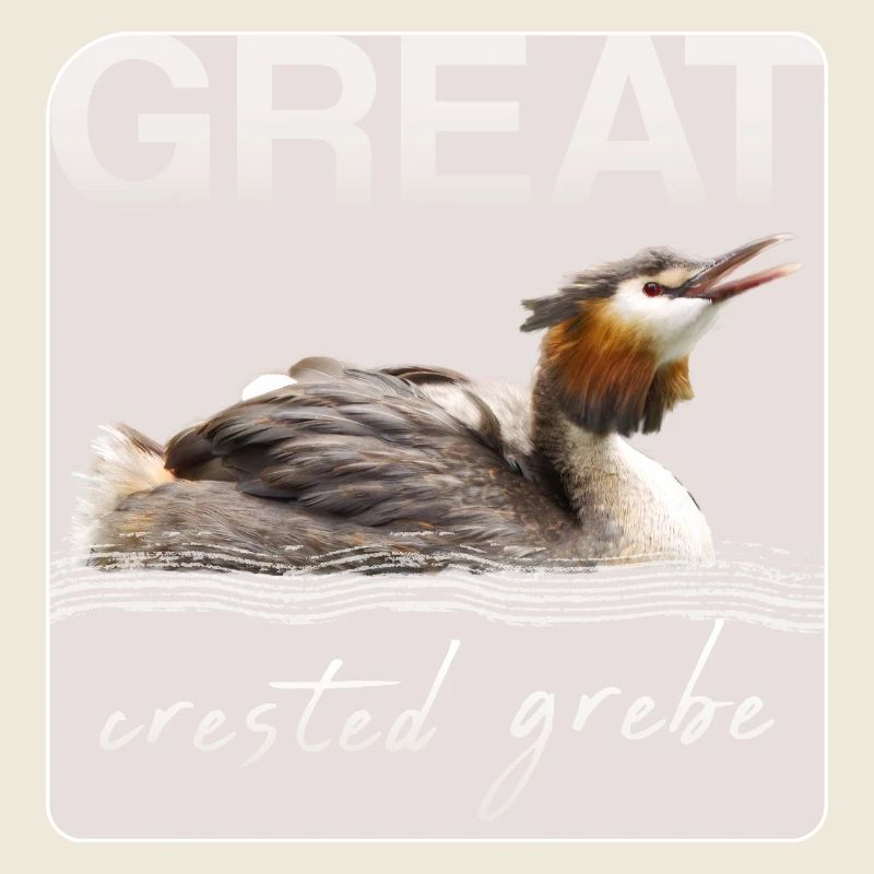 Grèbe huppé