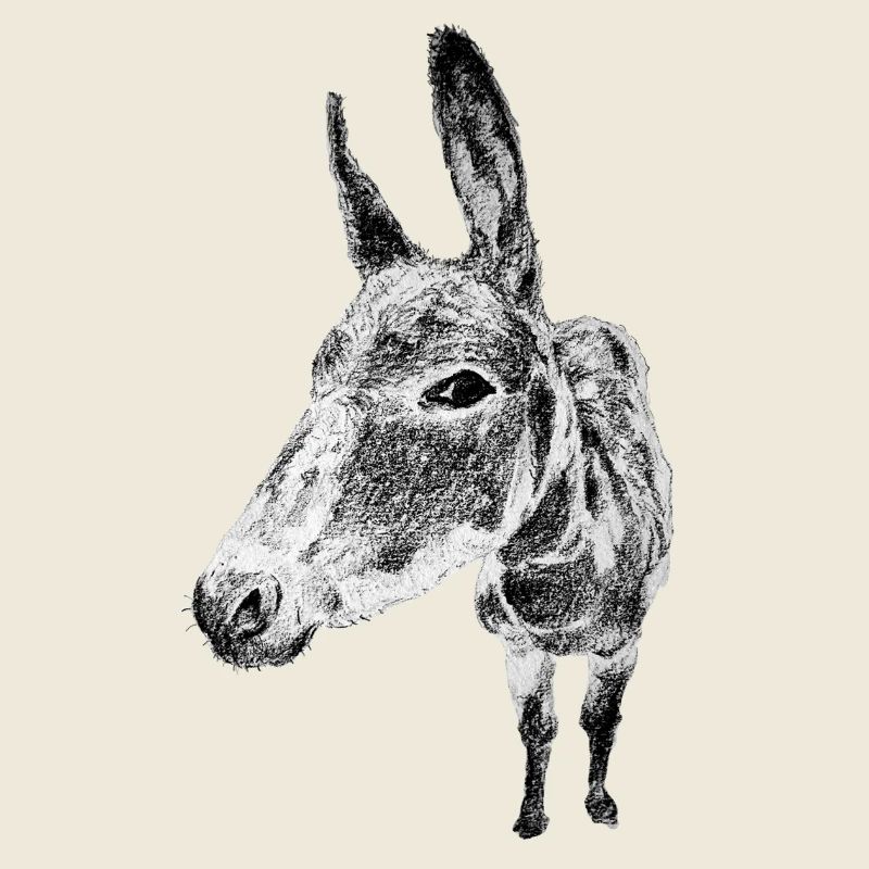 donkey