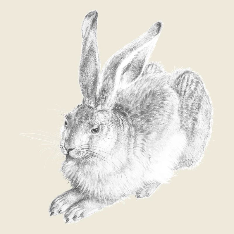 WHITE RABBIT | Snow Hare after Albrecht Dürer