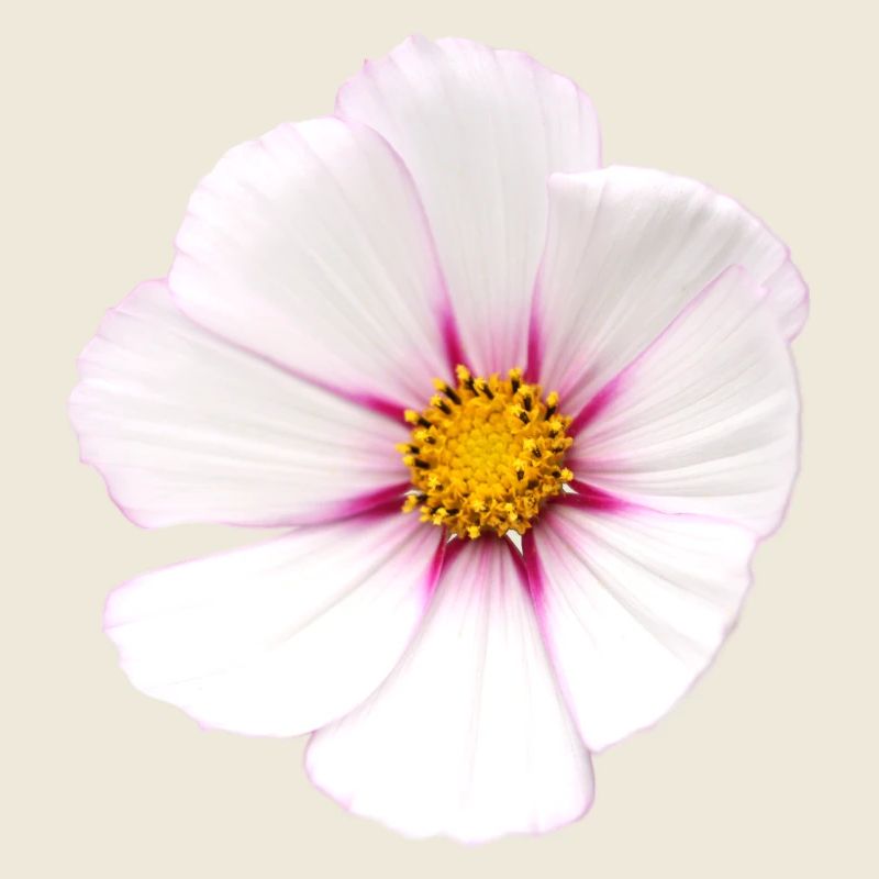Fleur blanche Cosmea