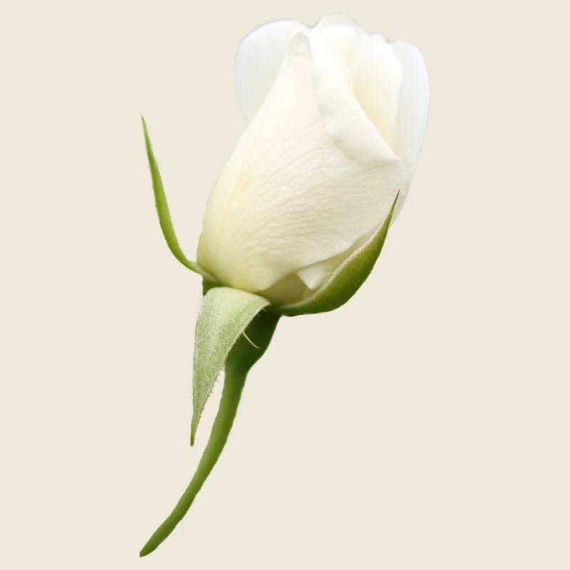 fleur blanche rose blanche