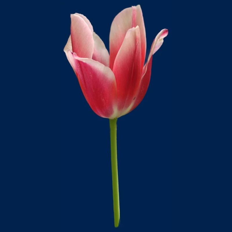 pink tulip