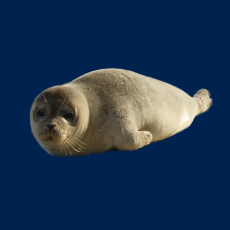 Heuler