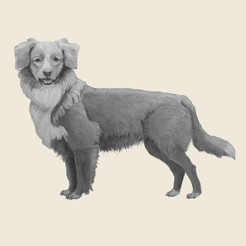 Nova Scotia Duck Tolling Retriever