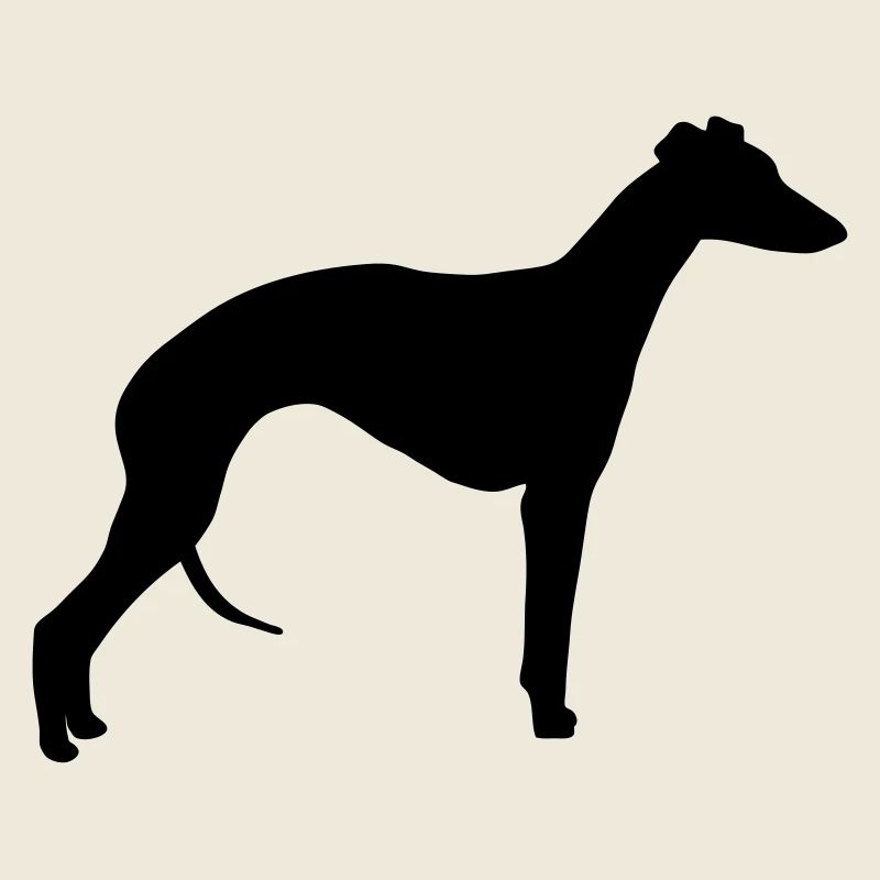Whippet