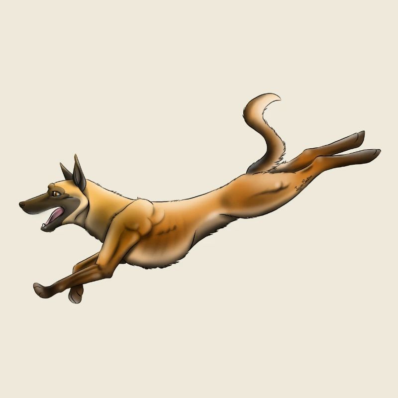 Belgian Shepherd Malinois