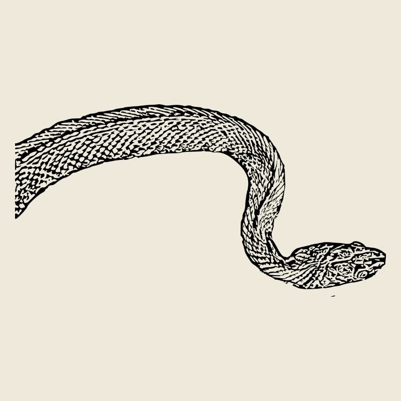 Snake Snakes