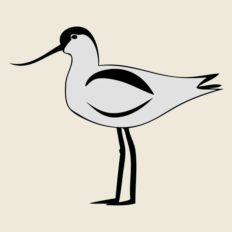 Avocette