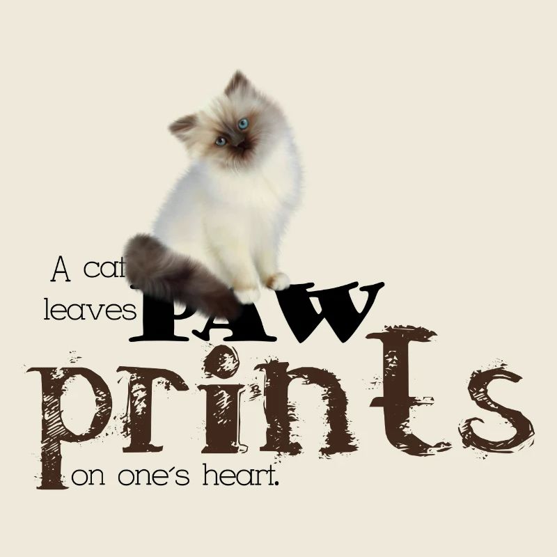 Brown/White Birman Cat