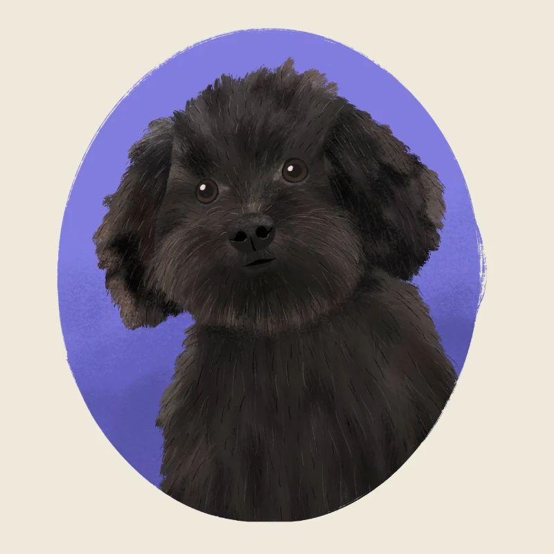 Dog Black Small Poodle