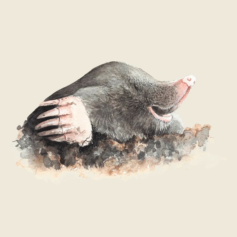 Maulwurf