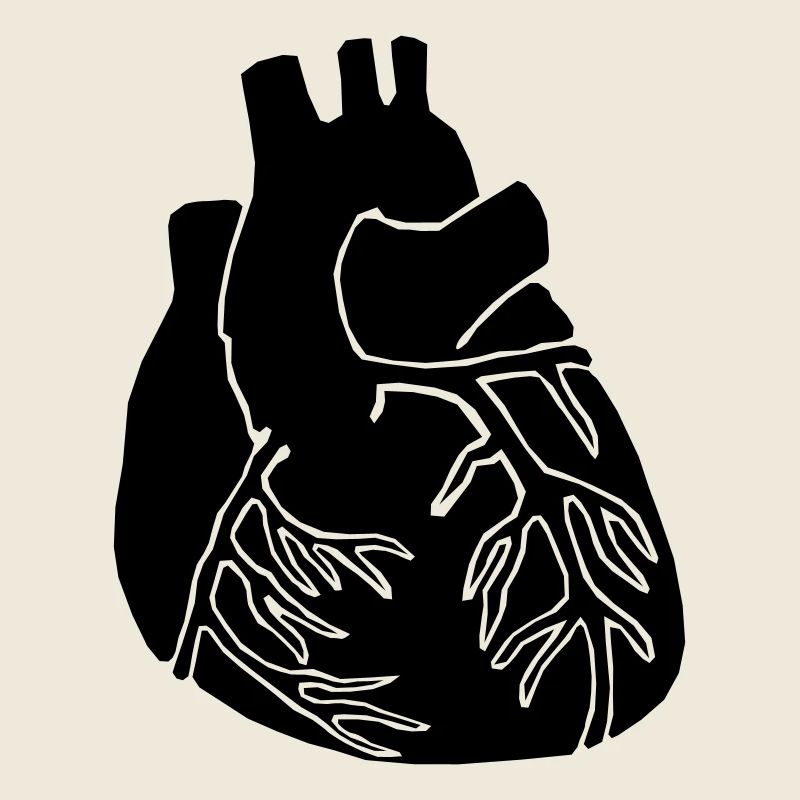 Heart organ
