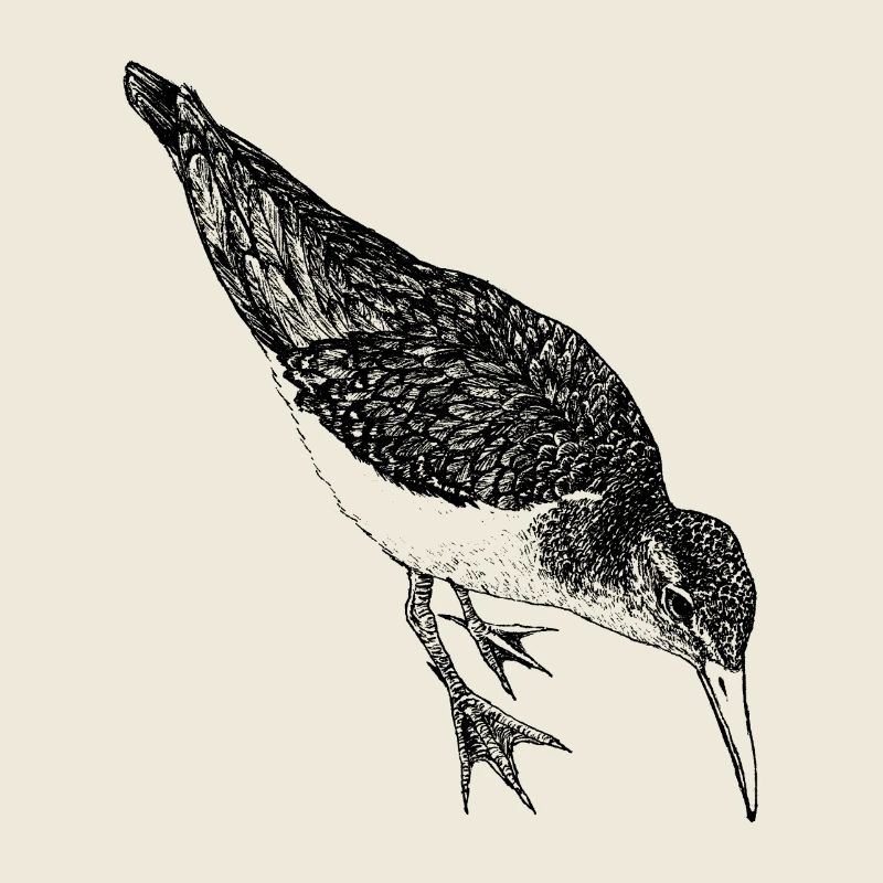 Bécasseau fluide