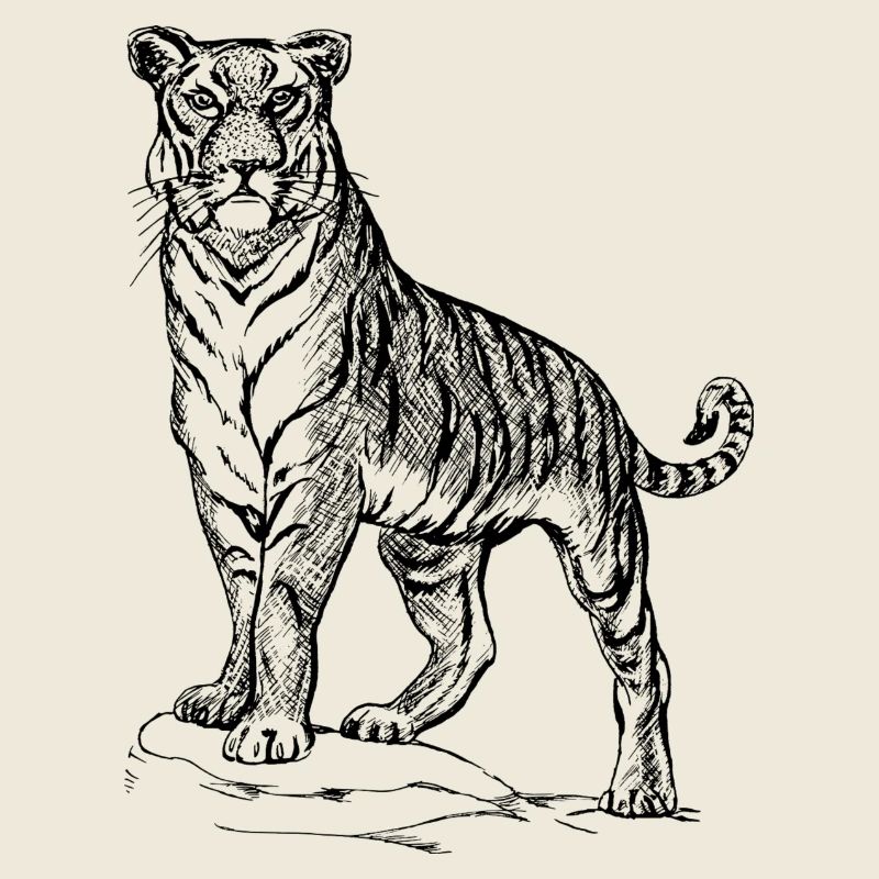 Tiger black and withe