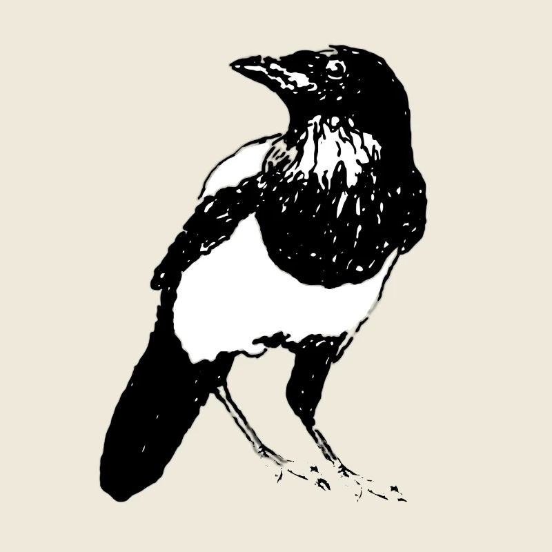 Magpie Bird | Magpie Bird