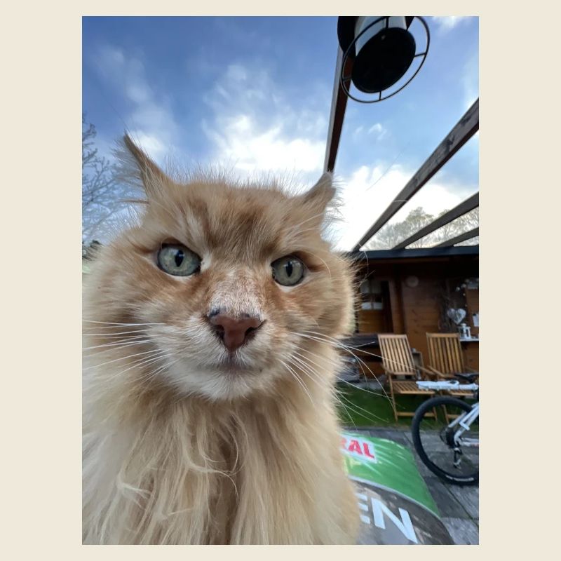 Cat Selfie