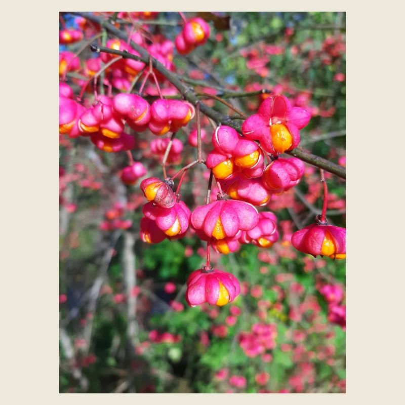 Spindle tree