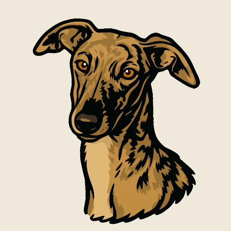 Galgo Español – Pride & Beauty
