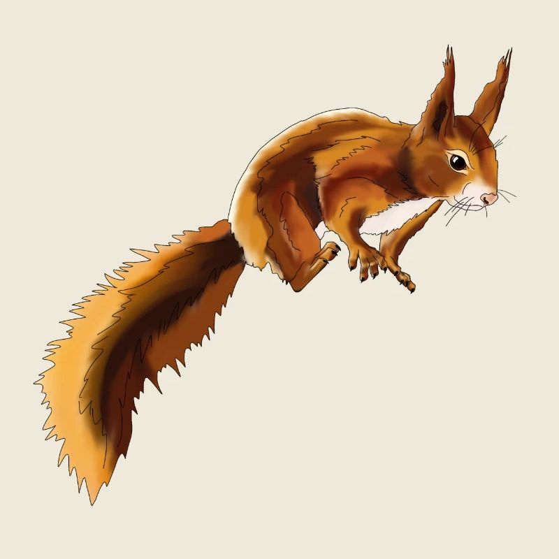 Eichhörnchen 1