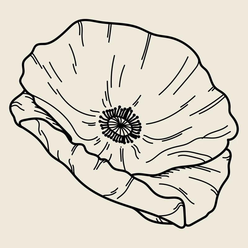 Mohn Blume Blüte
