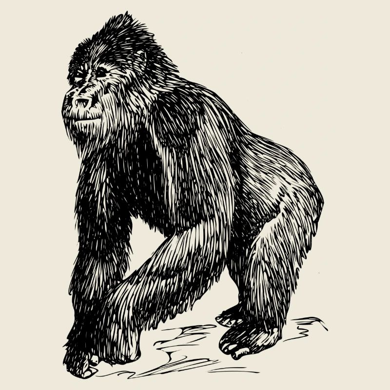 Collection singes