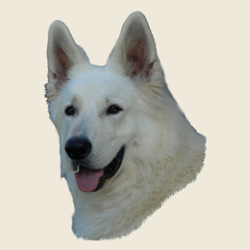 White German Shepherd head