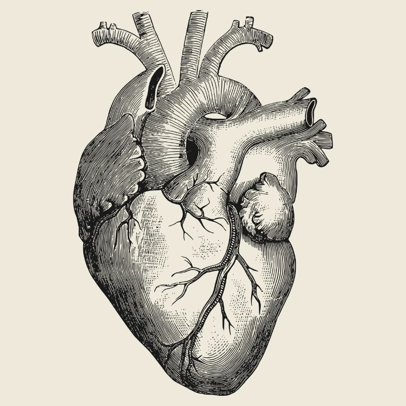 heart