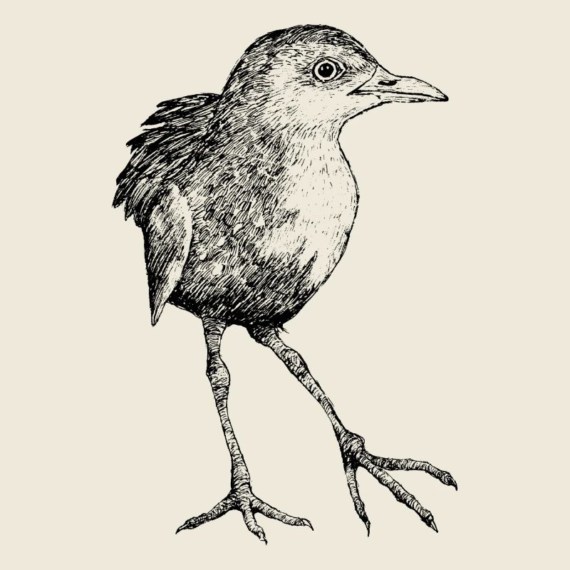 Long-legged pygmy crake