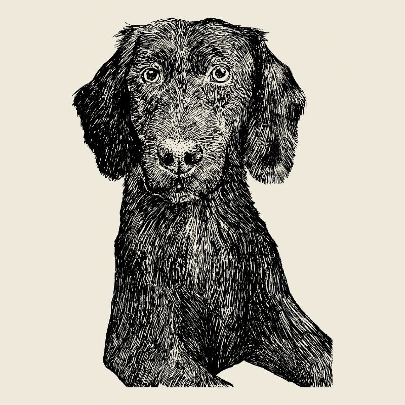 Loyal Labrador "Spencer"