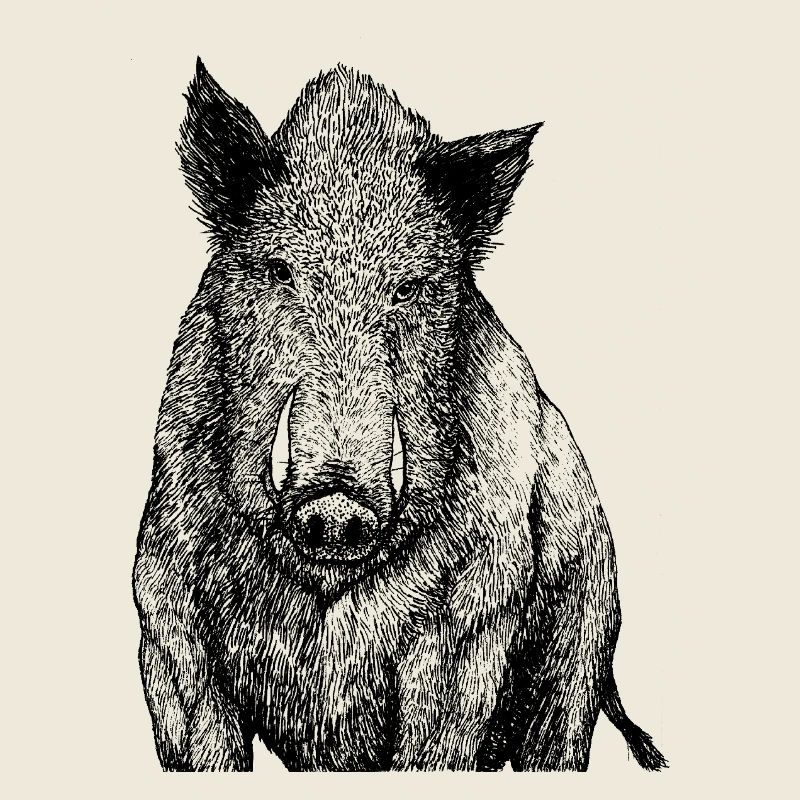 Powerful wild boar