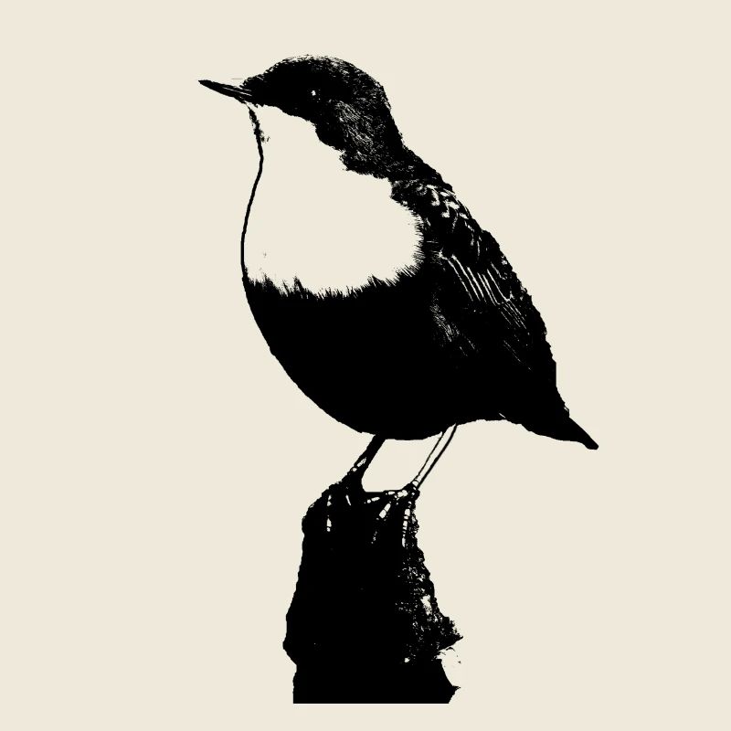 White throated Dipper transparent background
