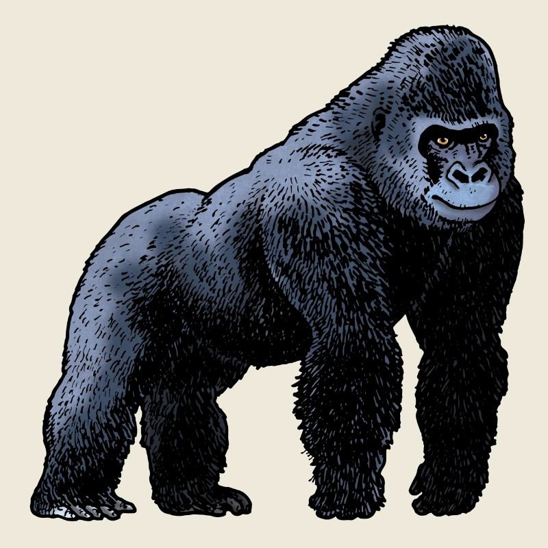 Gorille / Gorilla 02